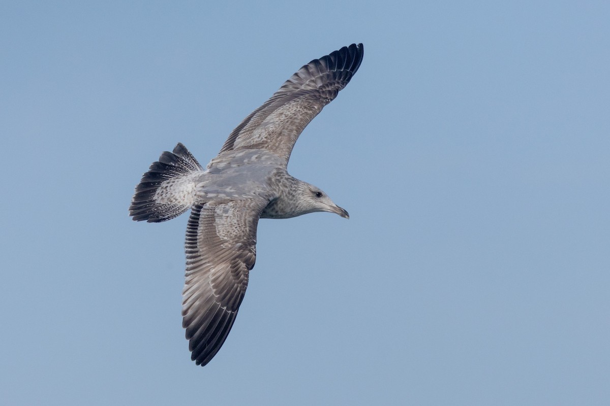 Herring Gull (Vega) - ML614258906