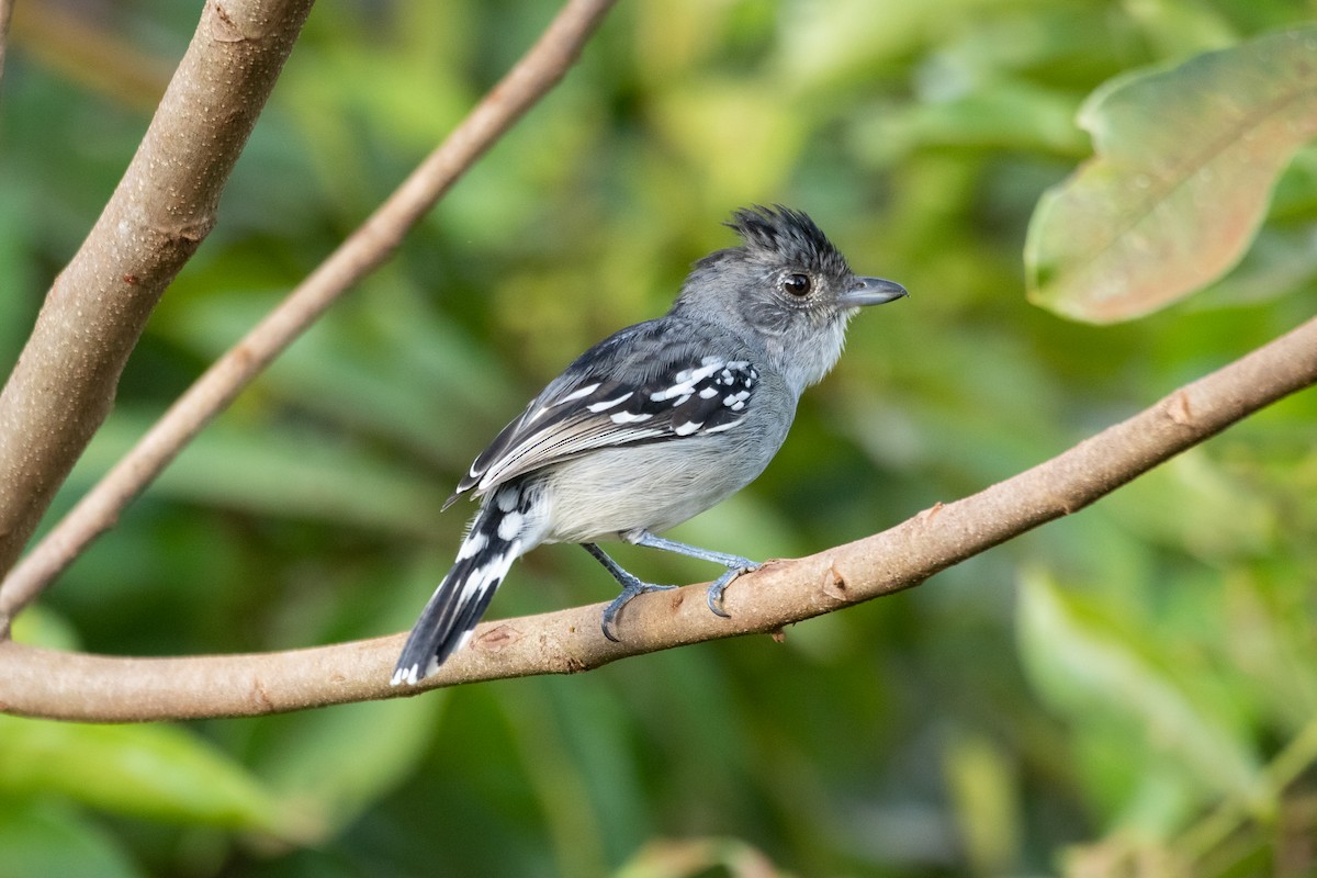 Planalto Slaty-Antshrike - Celso Modesto Jr.