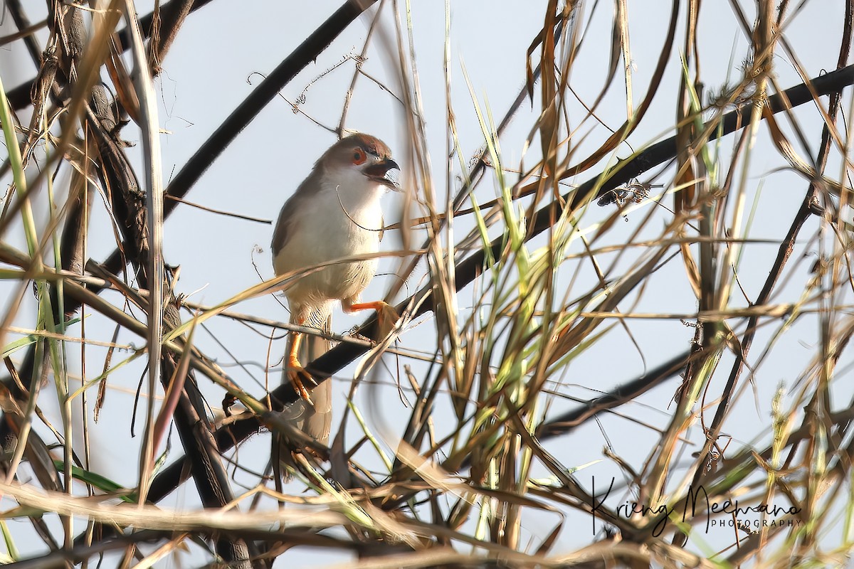 Yellow-eyed Babbler - ML614258941