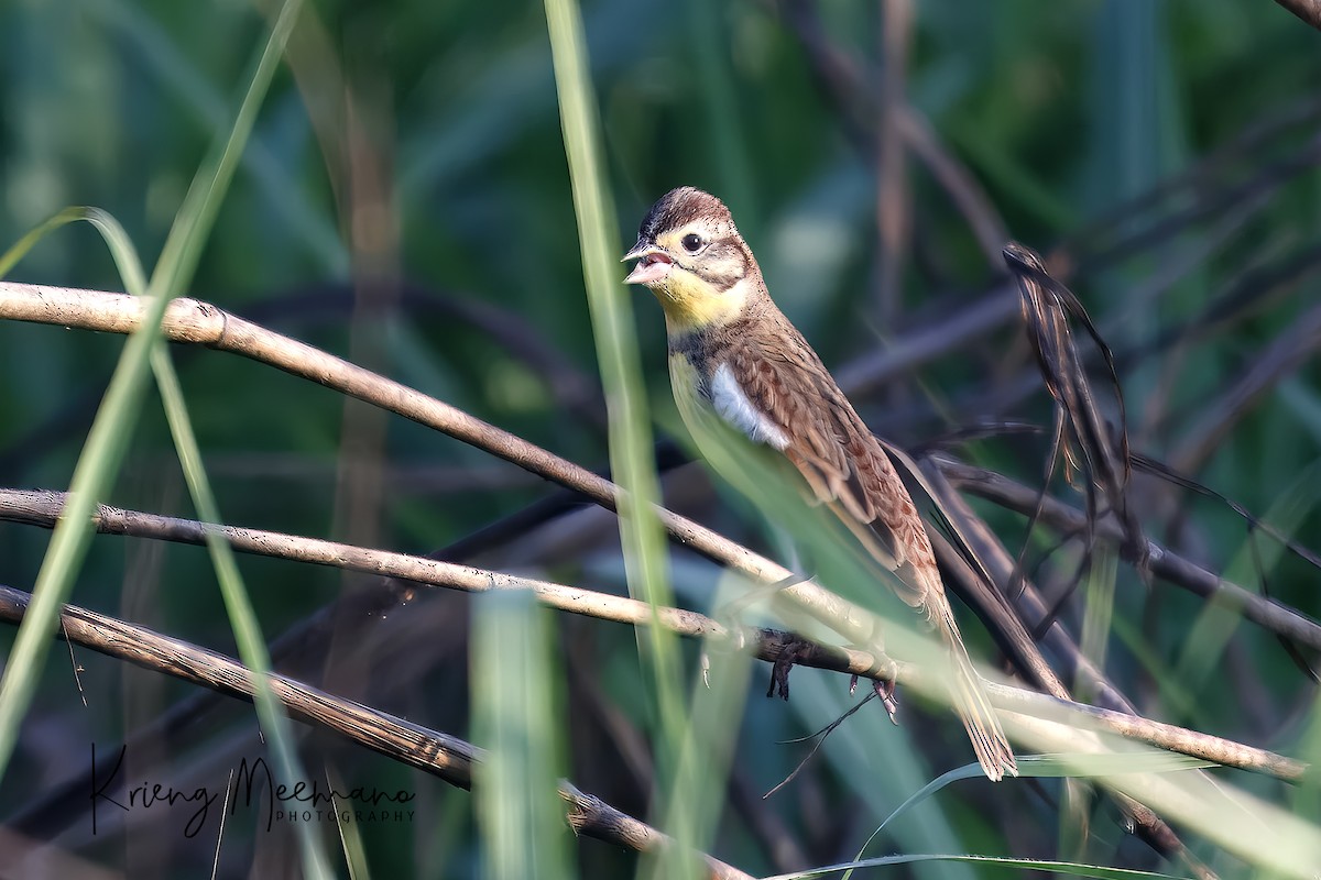 Yellow-breasted Bunting - ML614258944