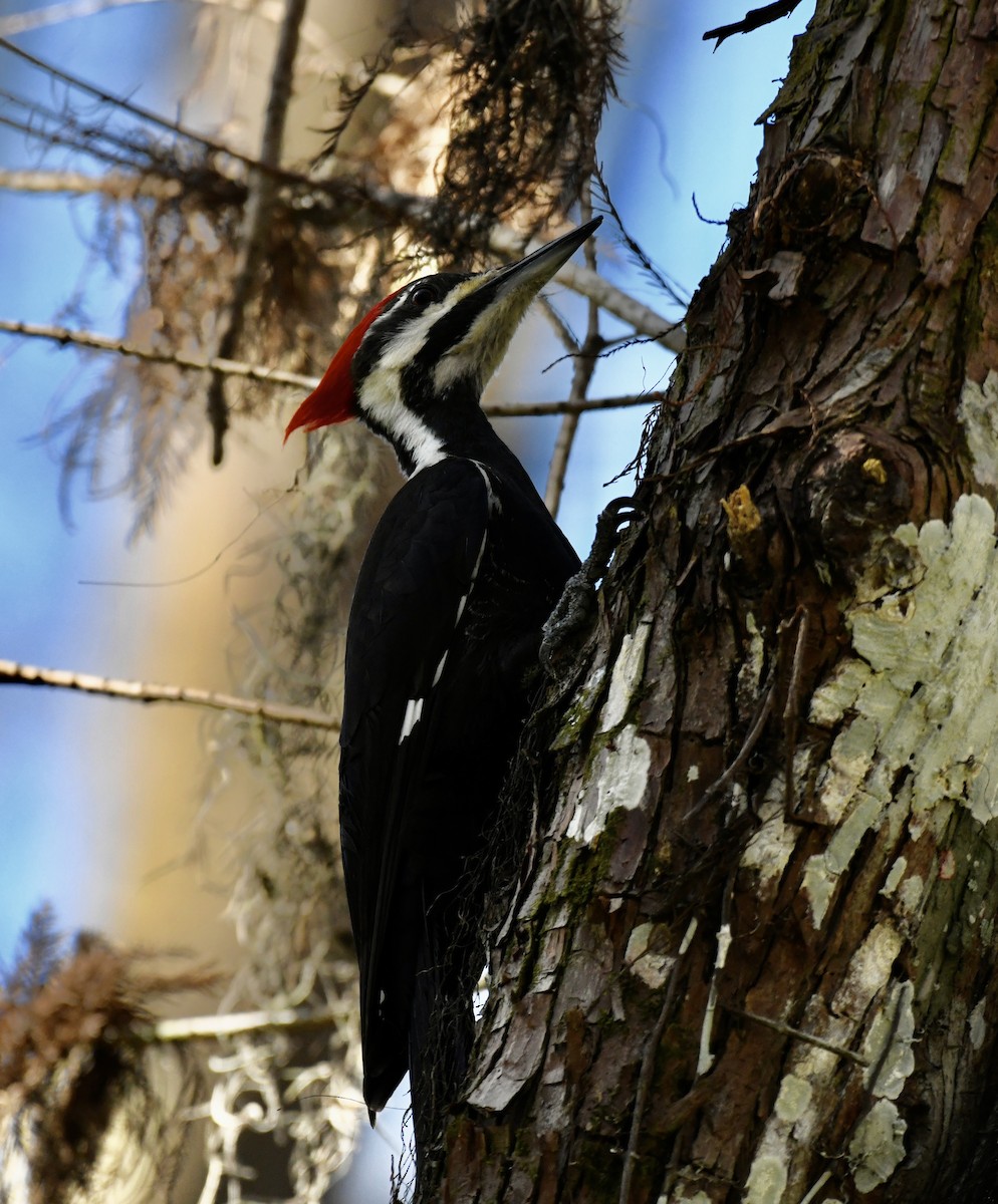 Pileated Woodpecker - ML614259039