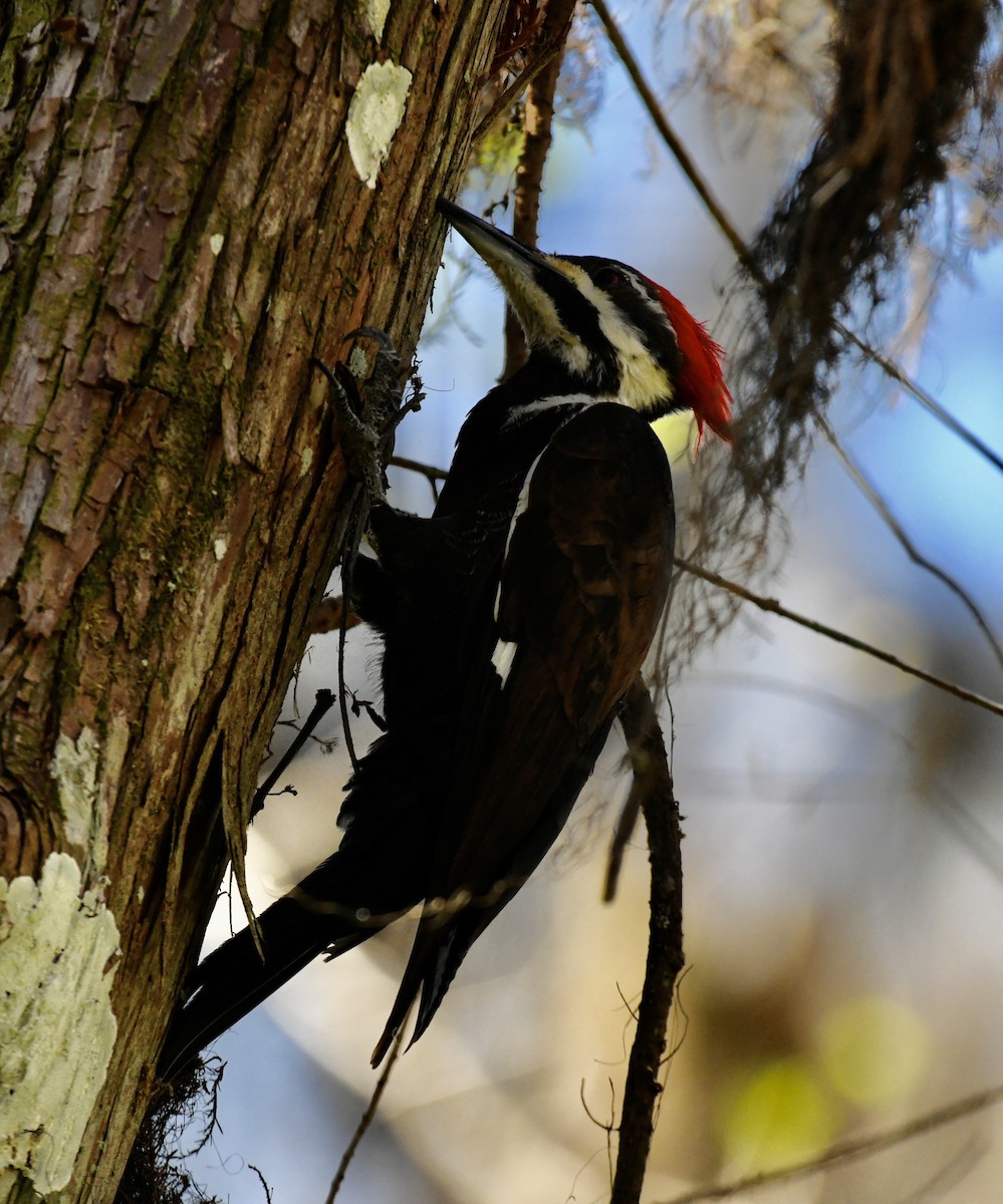 Pileated Woodpecker - ML614259042