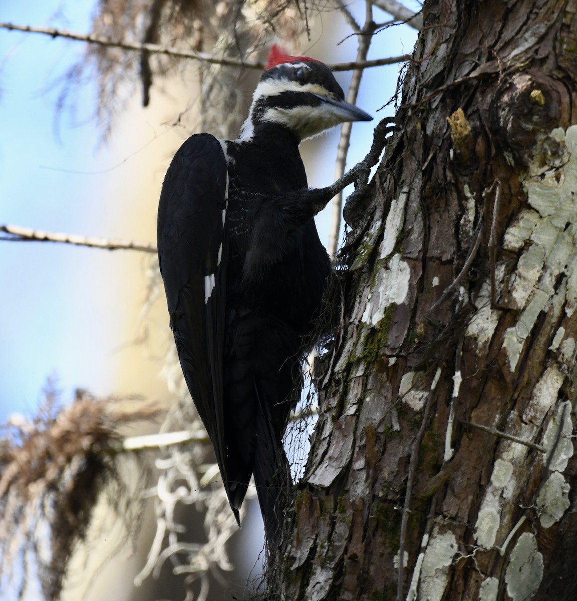 Pileated Woodpecker - ML614259043