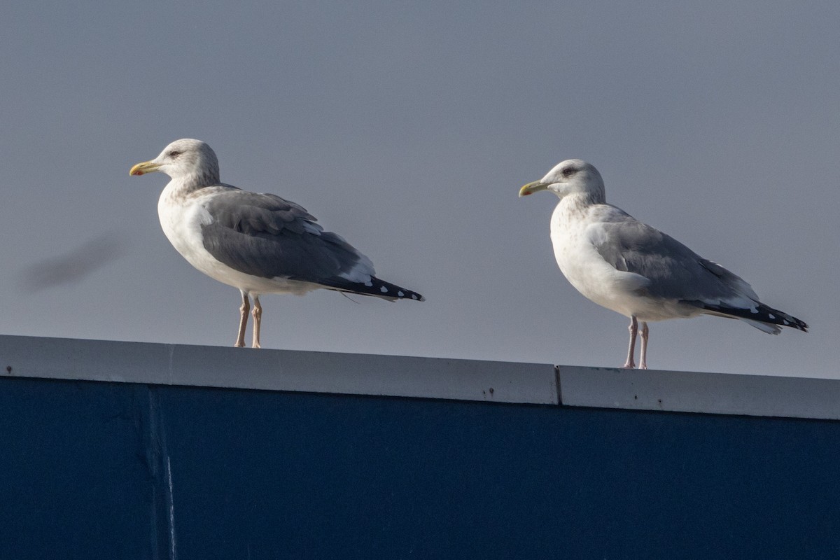 Lesser Black-backed Gull (taimyrensis) - ML614259067