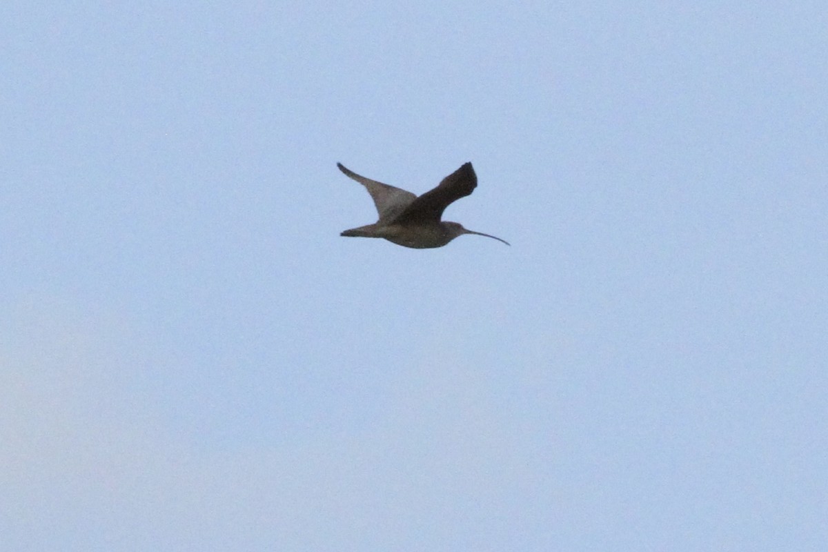 Long-billed Curlew - ML614259147