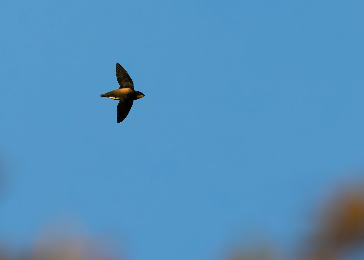 Silver-backed Needletail - ML614259219