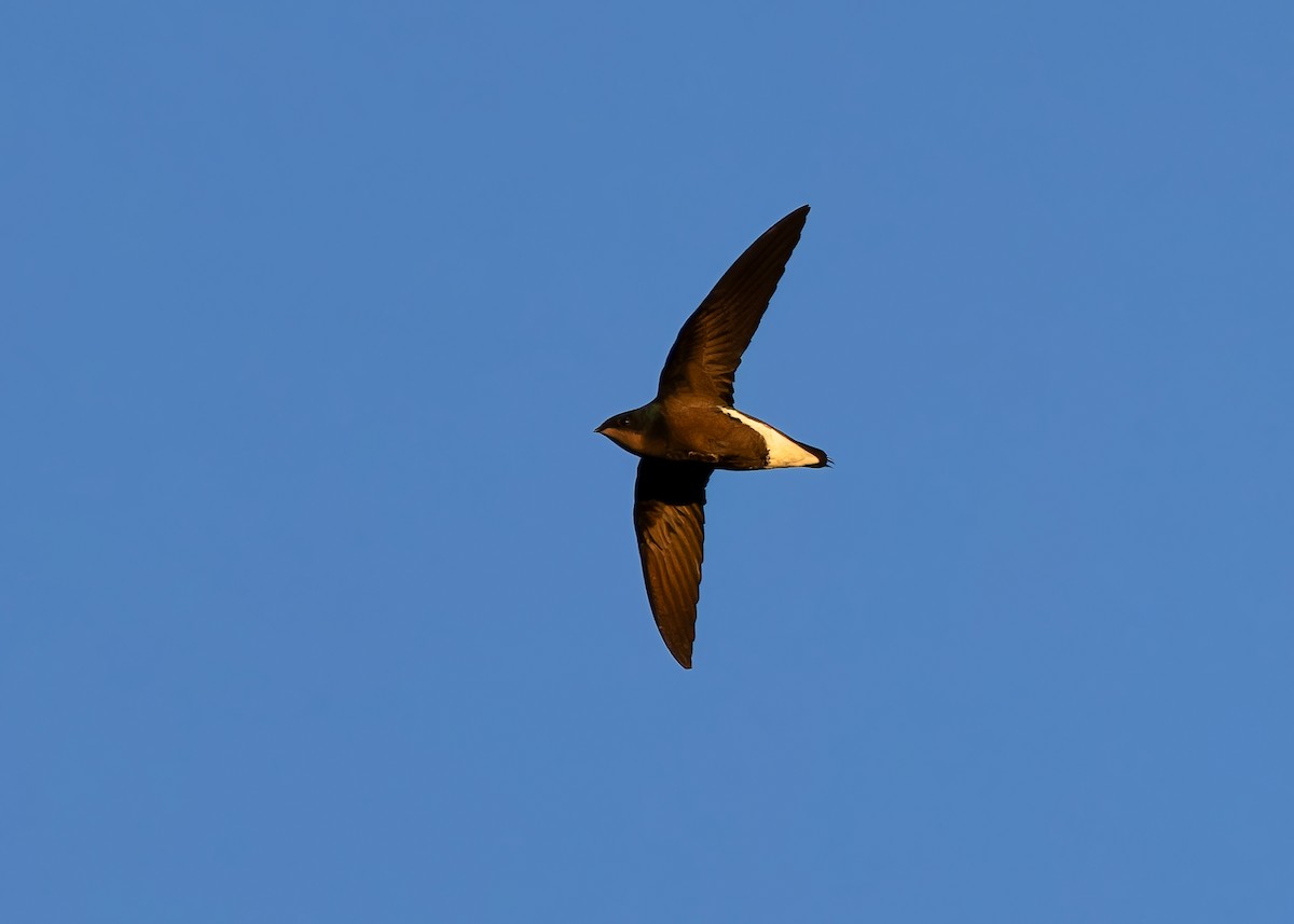 Silver-backed Needletail - ML614259220