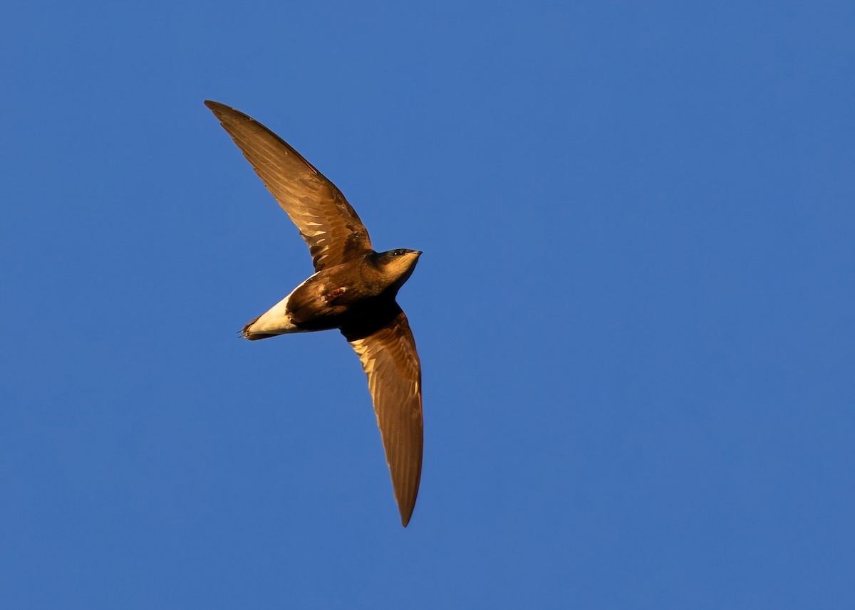 Silver-backed Needletail - ML614259221