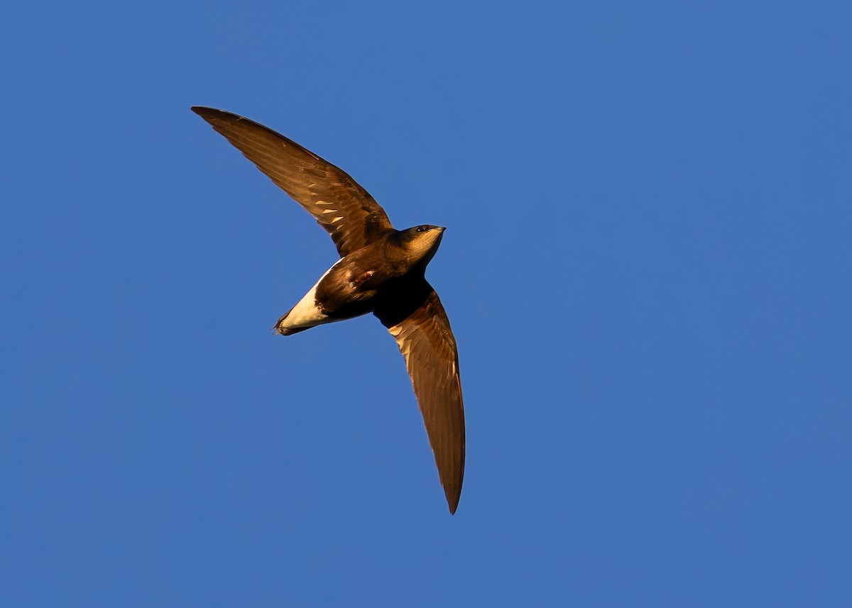 Silver-backed Needletail - Ayuwat Jearwattanakanok