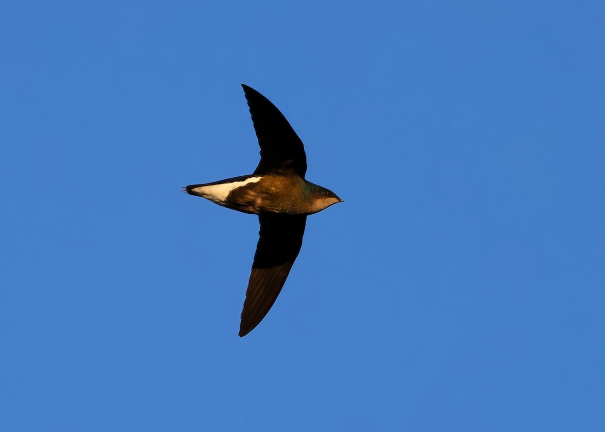 Silver-backed Needletail - ML614259223