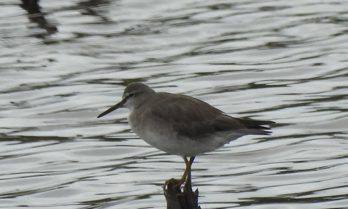 Gray-tailed Tattler - Maylene McLeod