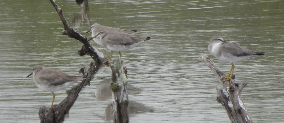 Gray-tailed Tattler - Maylene McLeod