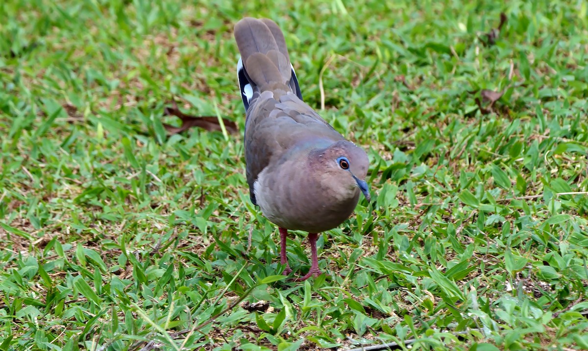 White-tipped Dove - ML614259261