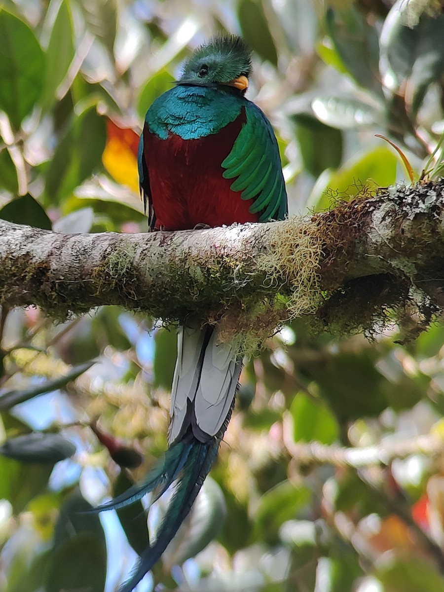 Resplendent Quetzal - ML614259312