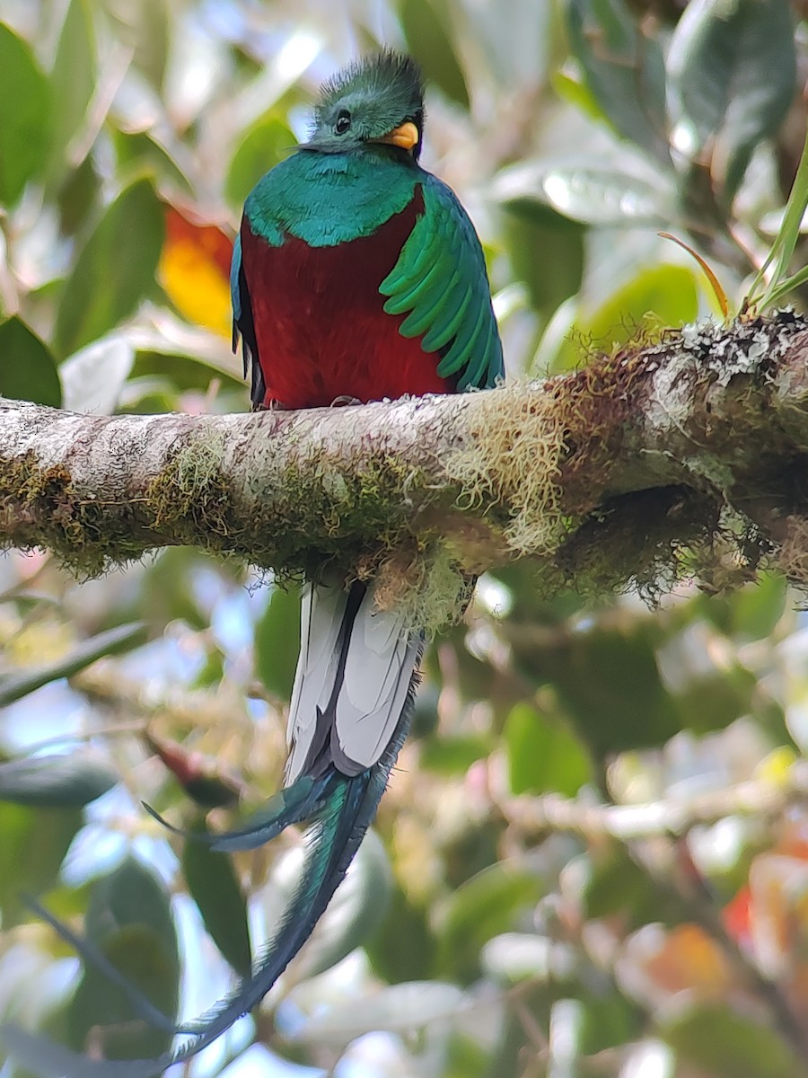 Resplendent Quetzal - ML614259313