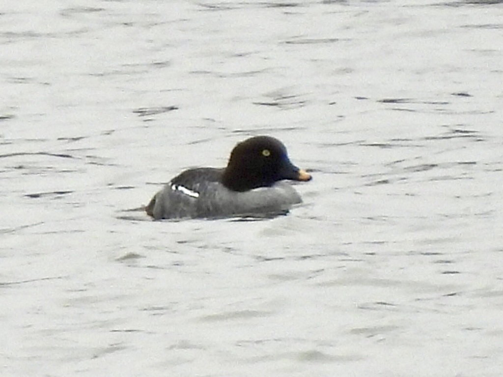 Common Goldeneye - ML614259342