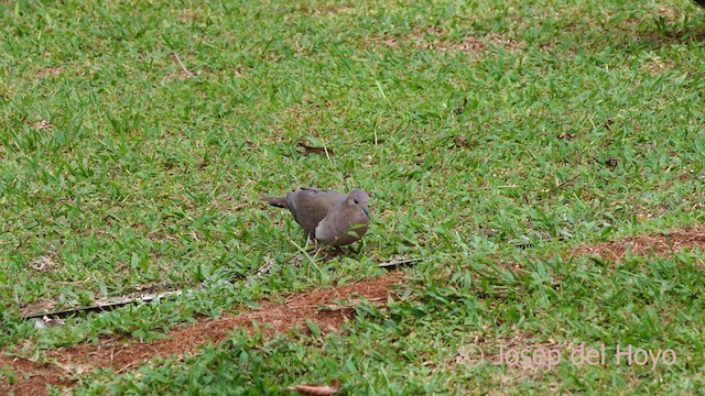 White-tipped Dove - ML614259348