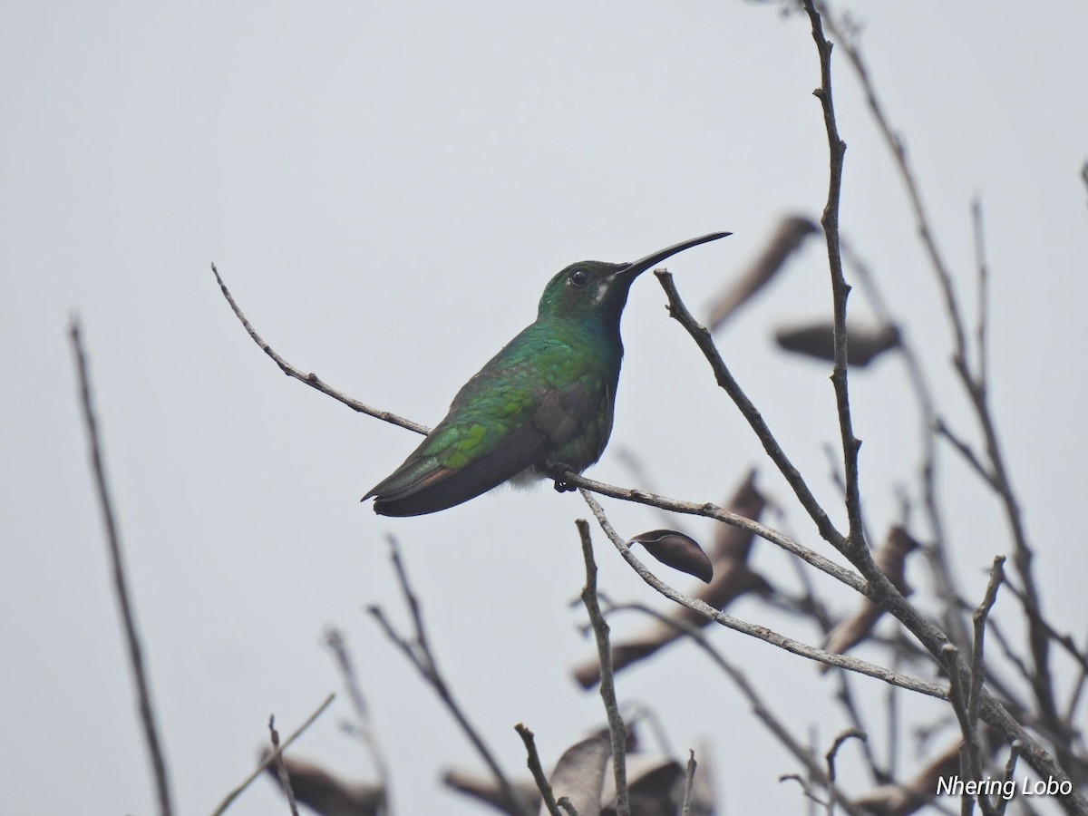 Green-breasted Mango - ML614259358