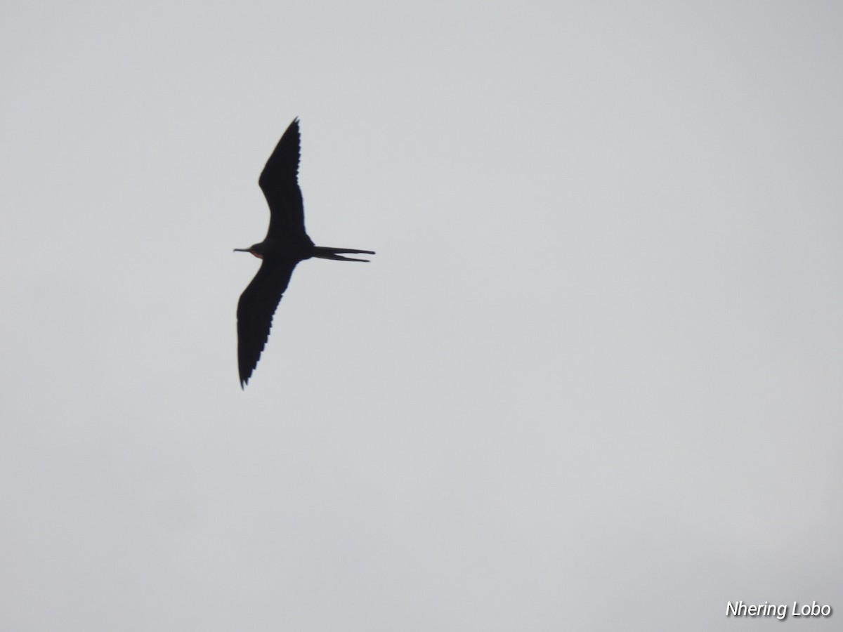 Magnificent Frigatebird - ML614259361