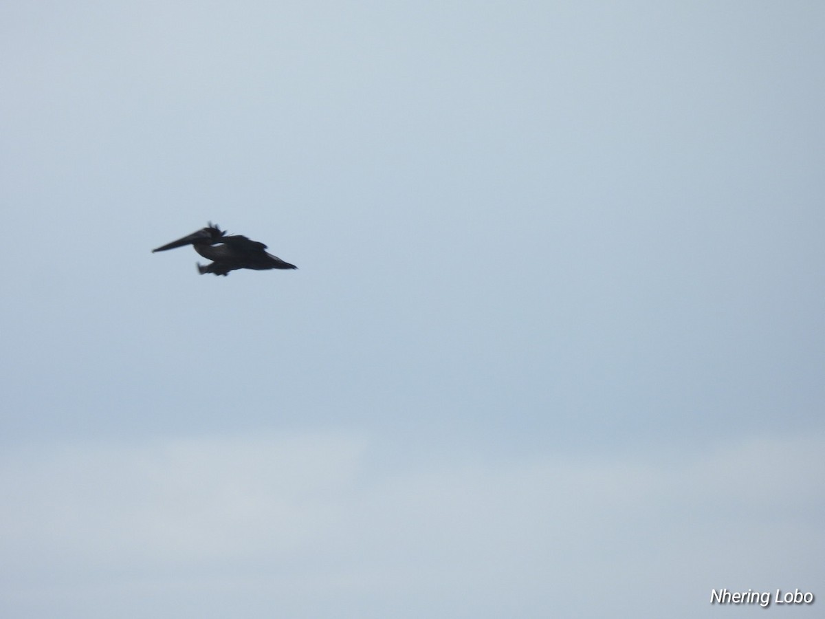 Brown Pelican - ML614259368