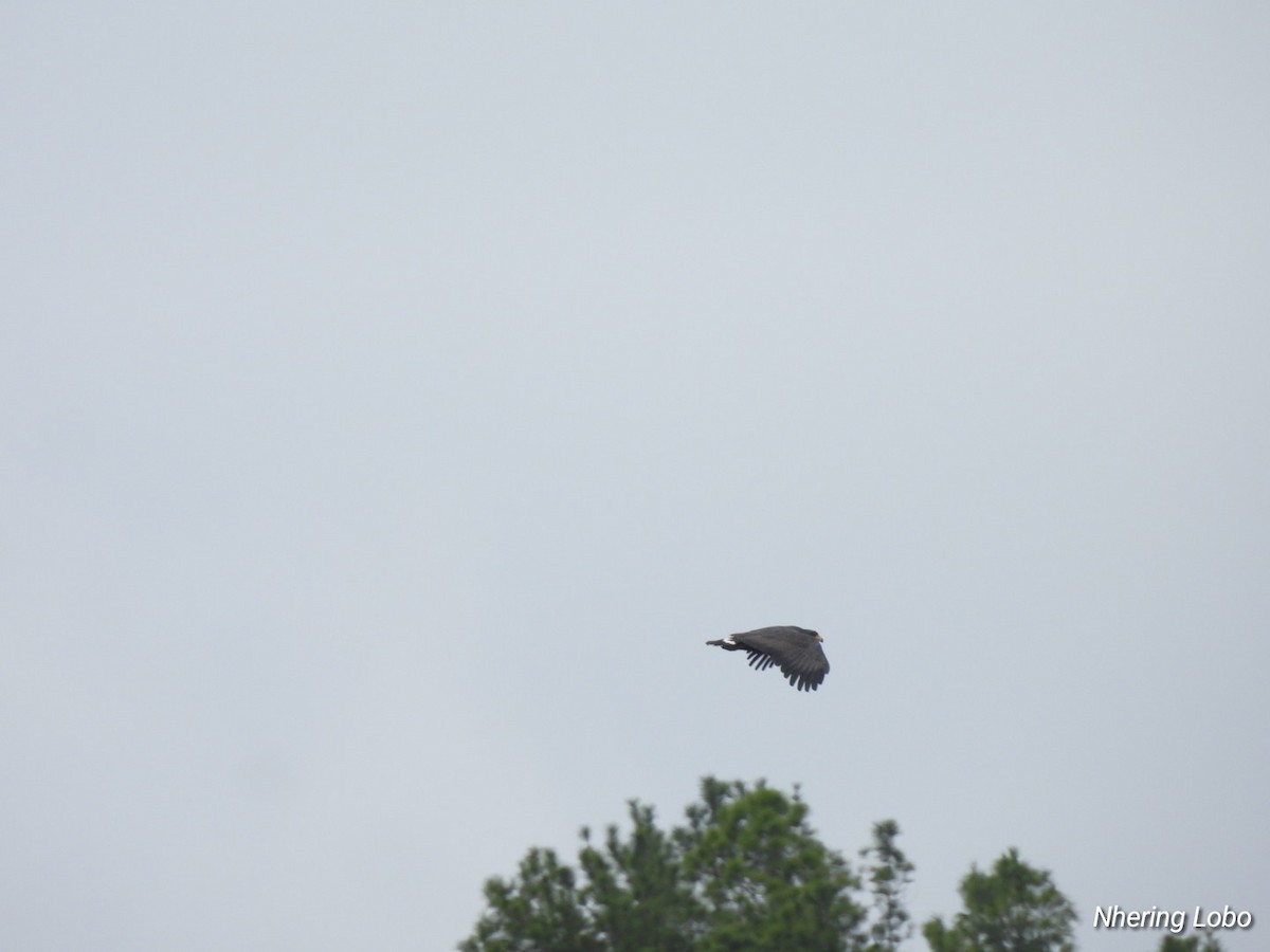 Common Black Hawk - ML614259374
