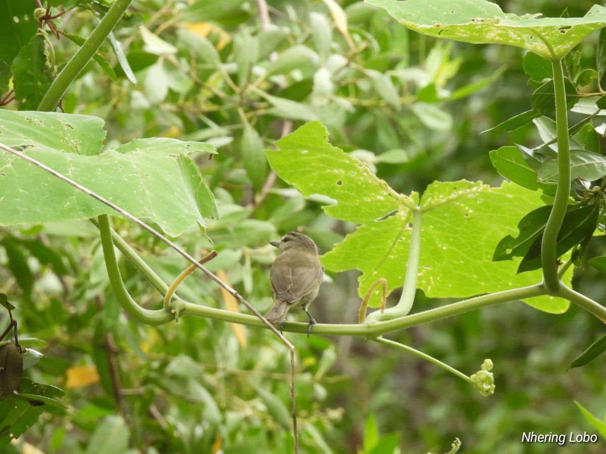Yucatan Vireo - ML614259375