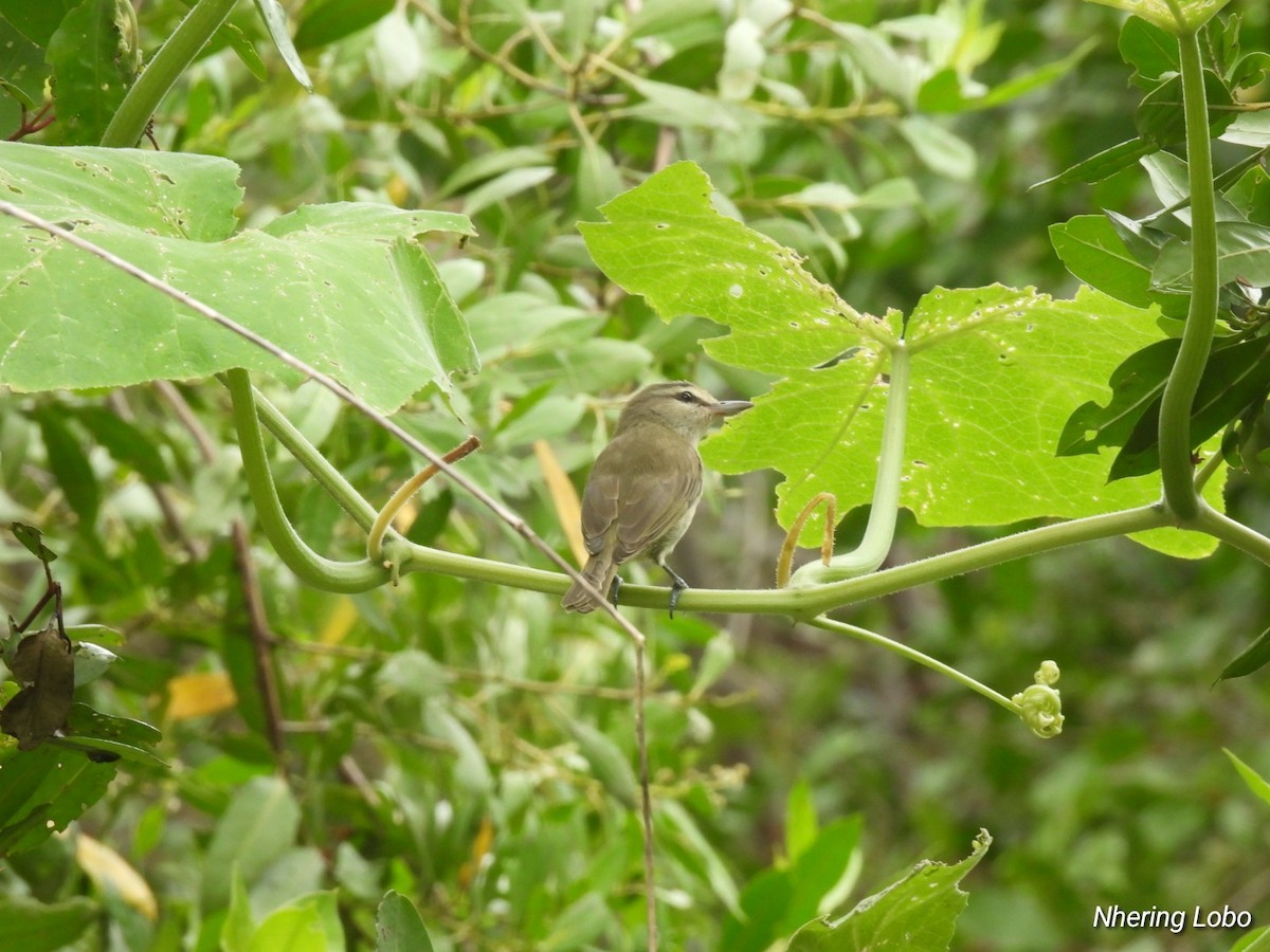 Yucatan Vireo - ML614259376