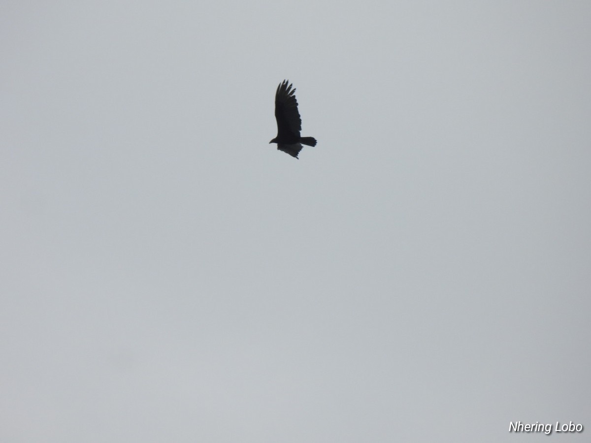 Turkey Vulture - ML614259390