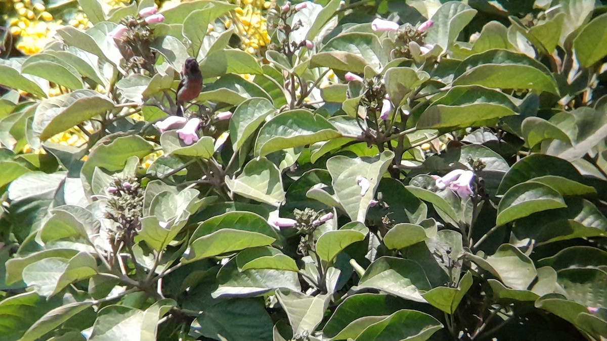 Black-throated Flowerpiercer - ML614259456