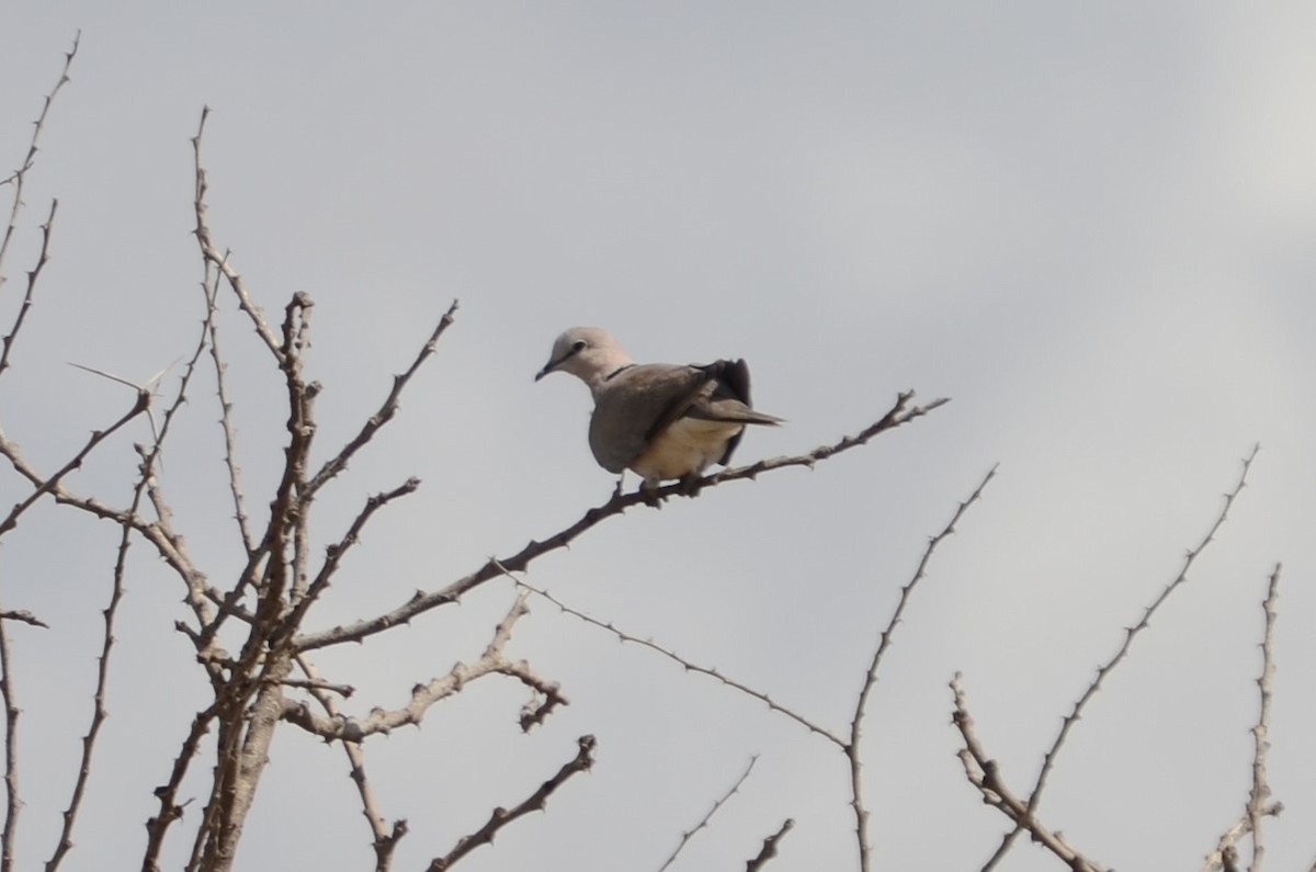 Ring-necked Dove - ML614259464