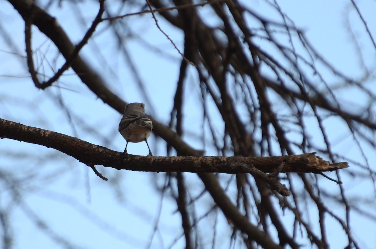 African Gray Flycatcher - Matthew Rody