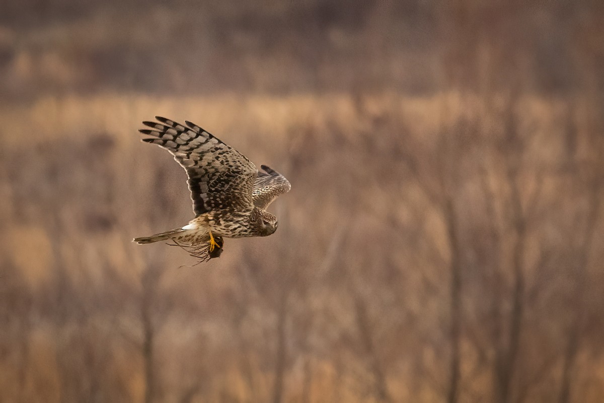 Northern Harrier - ML614259510