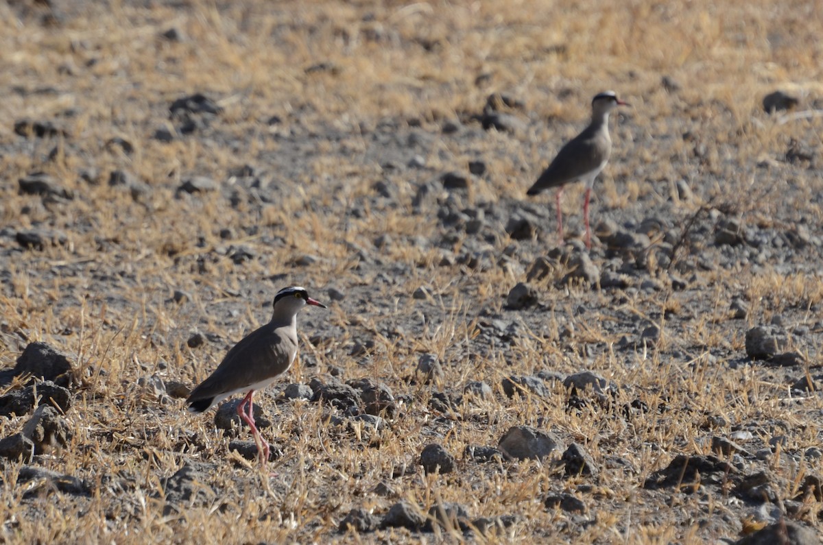 Crowned Lapwing - Matthew Rody