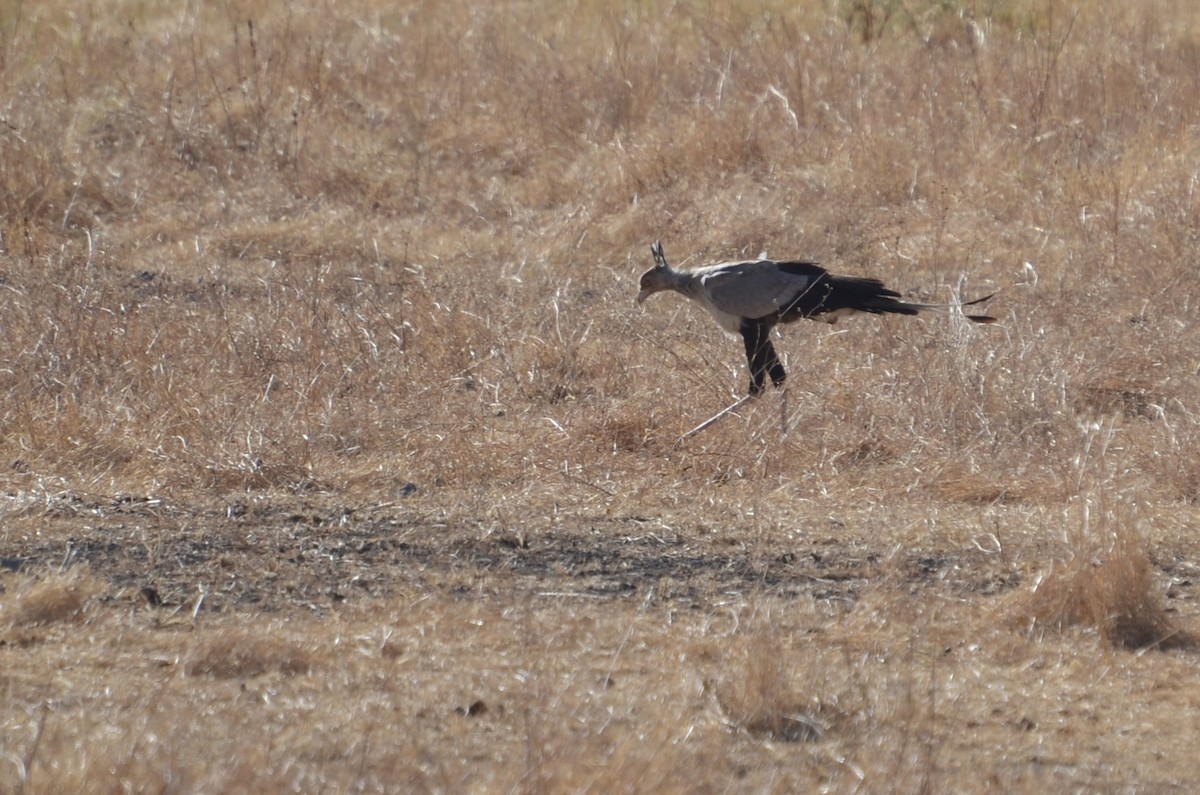 Secretarybird - ML614259518