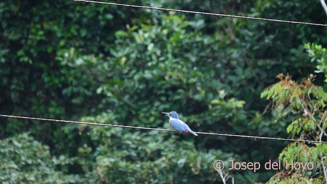 Ringed Kingfisher - ML614259535