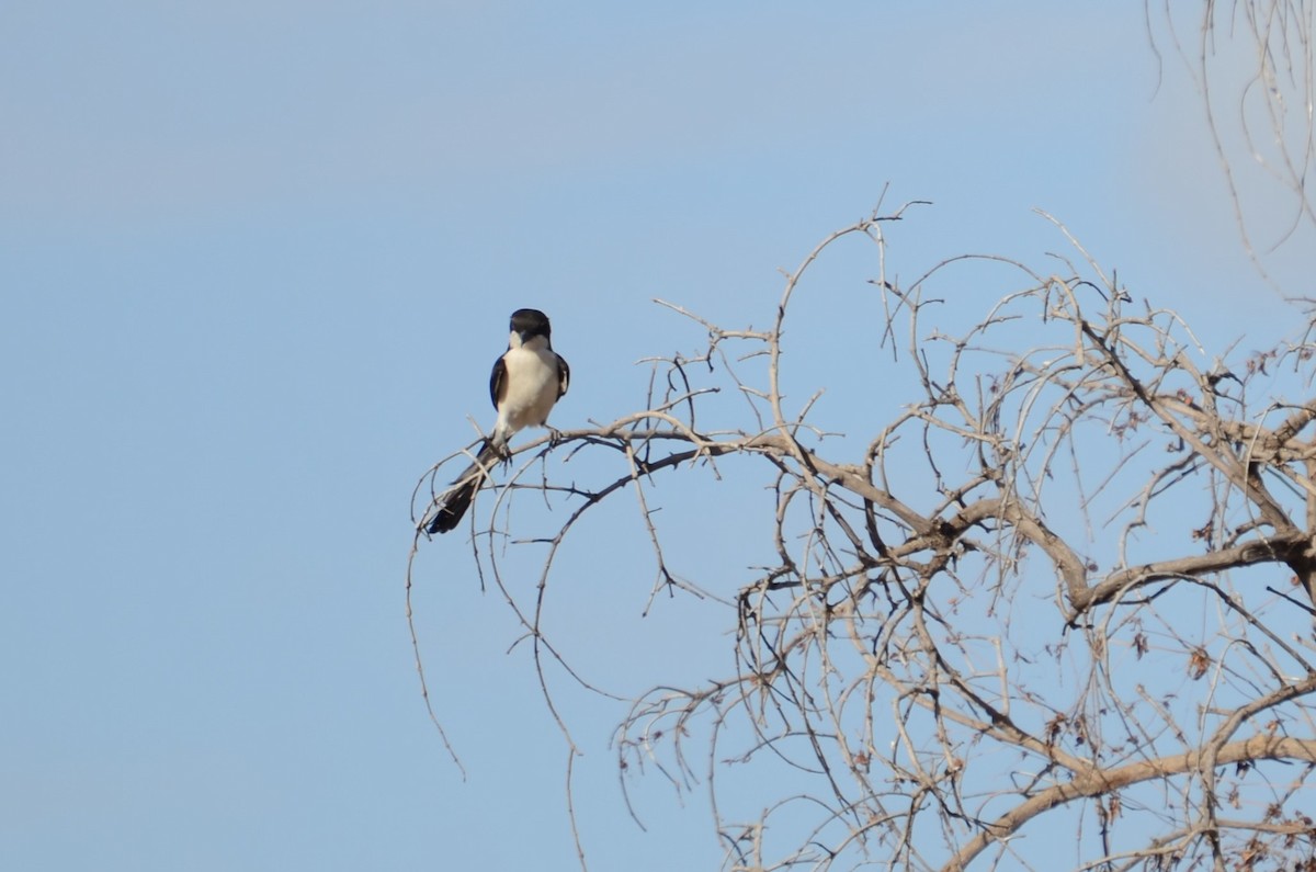 Long-tailed Fiscal - Matthew Rody