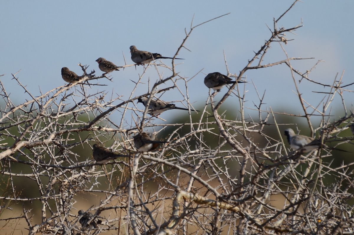 Namaqua Dove - Matthew Rody