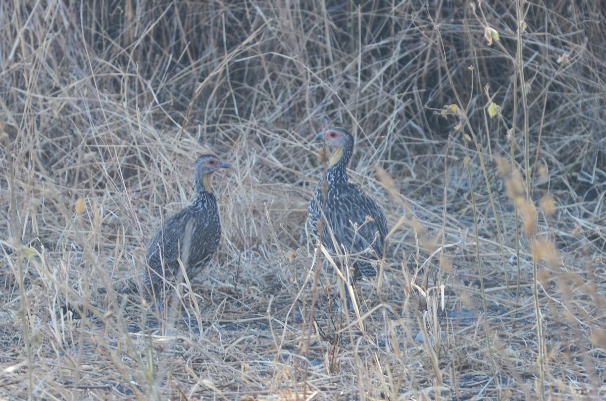 Yellow-necked Spurfowl - Matthew Rody