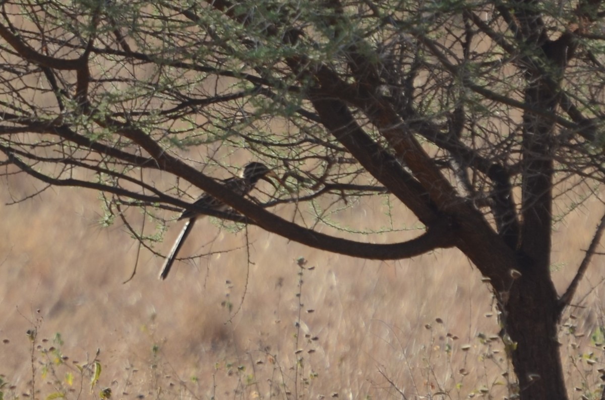 African Gray Hornbill - Matthew Rody