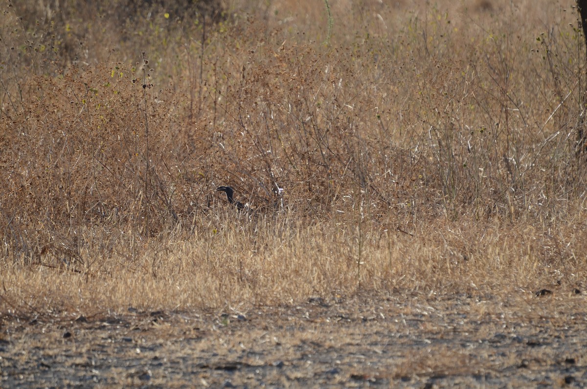 African Gray Hornbill - Matthew Rody