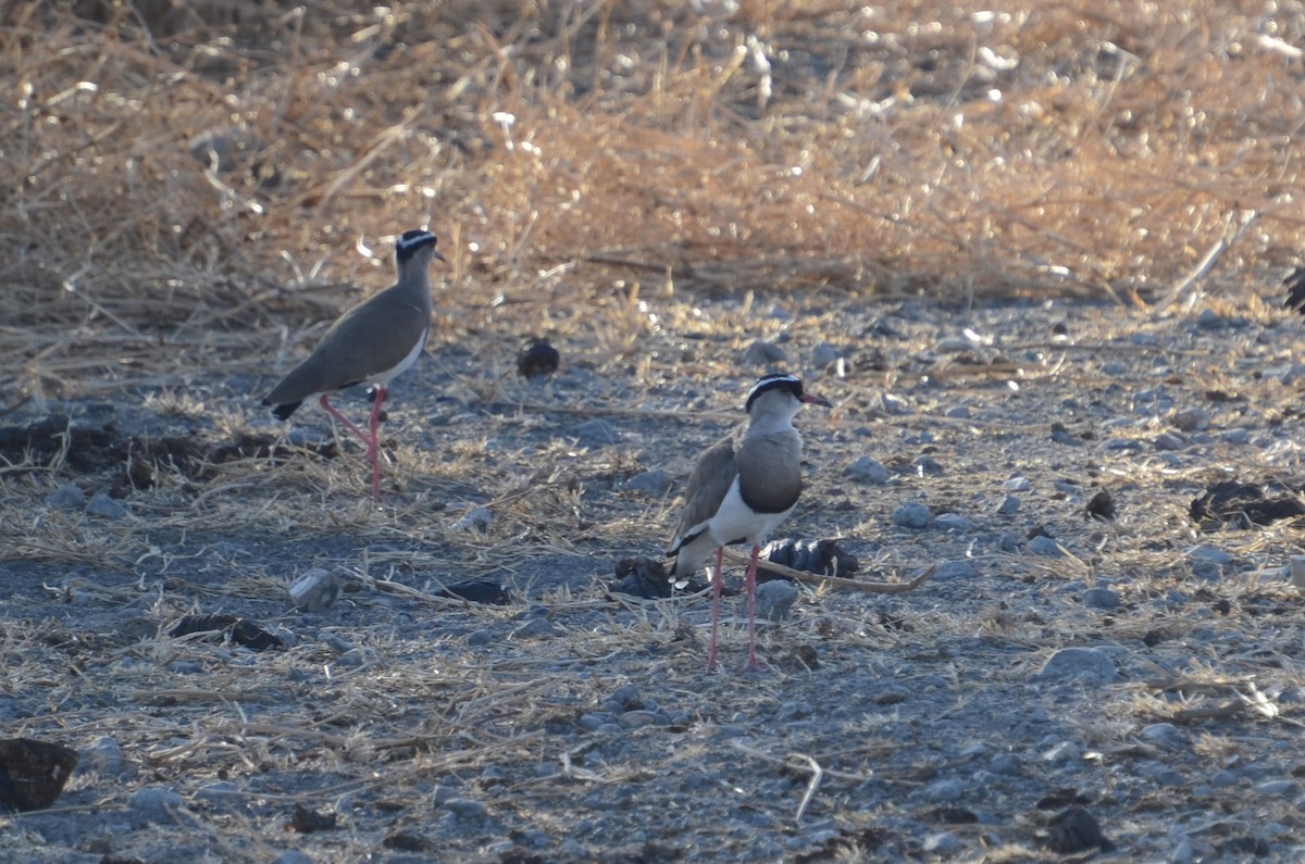 Crowned Lapwing - ML614259601