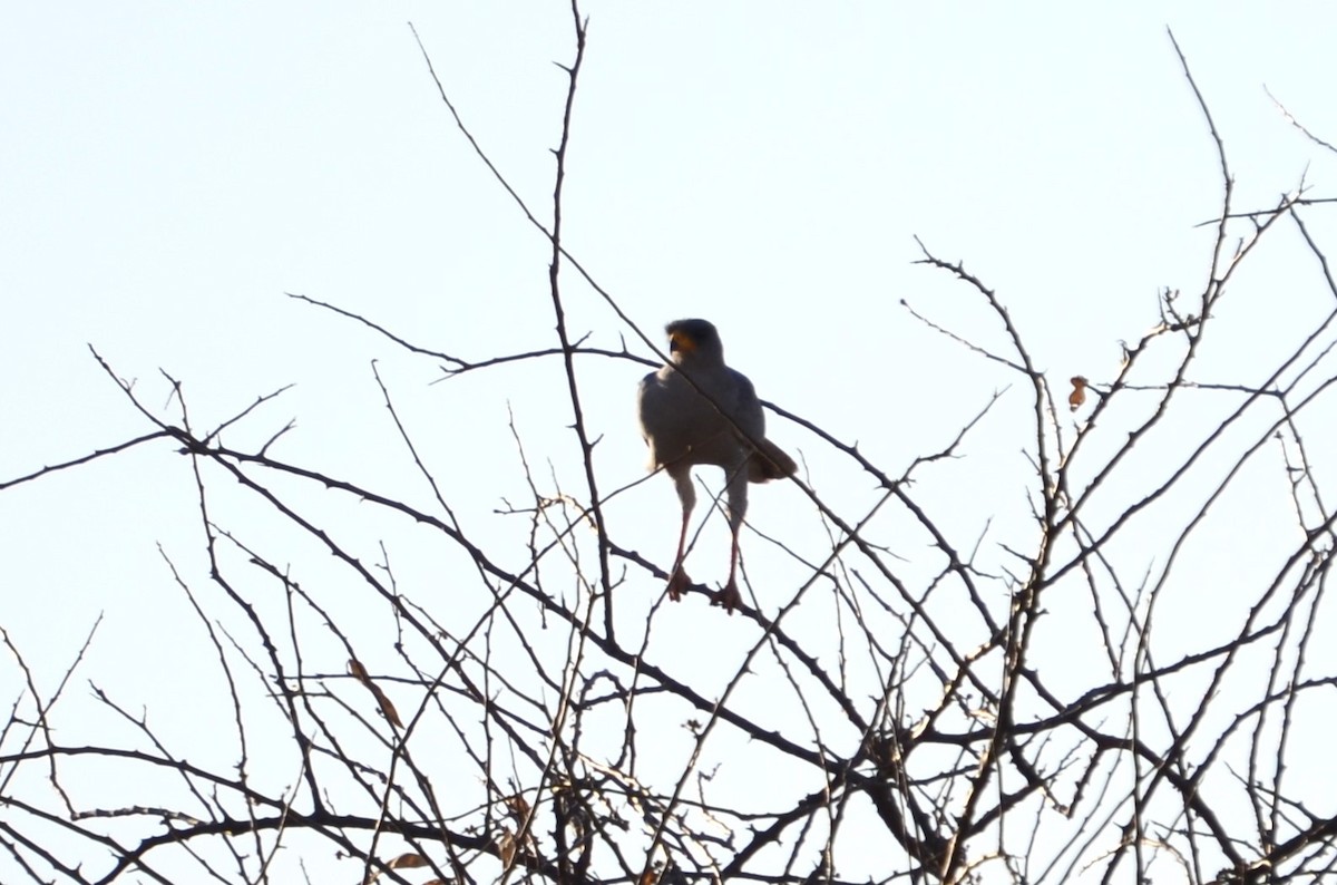 Eastern Chanting-Goshawk - Matthew Rody