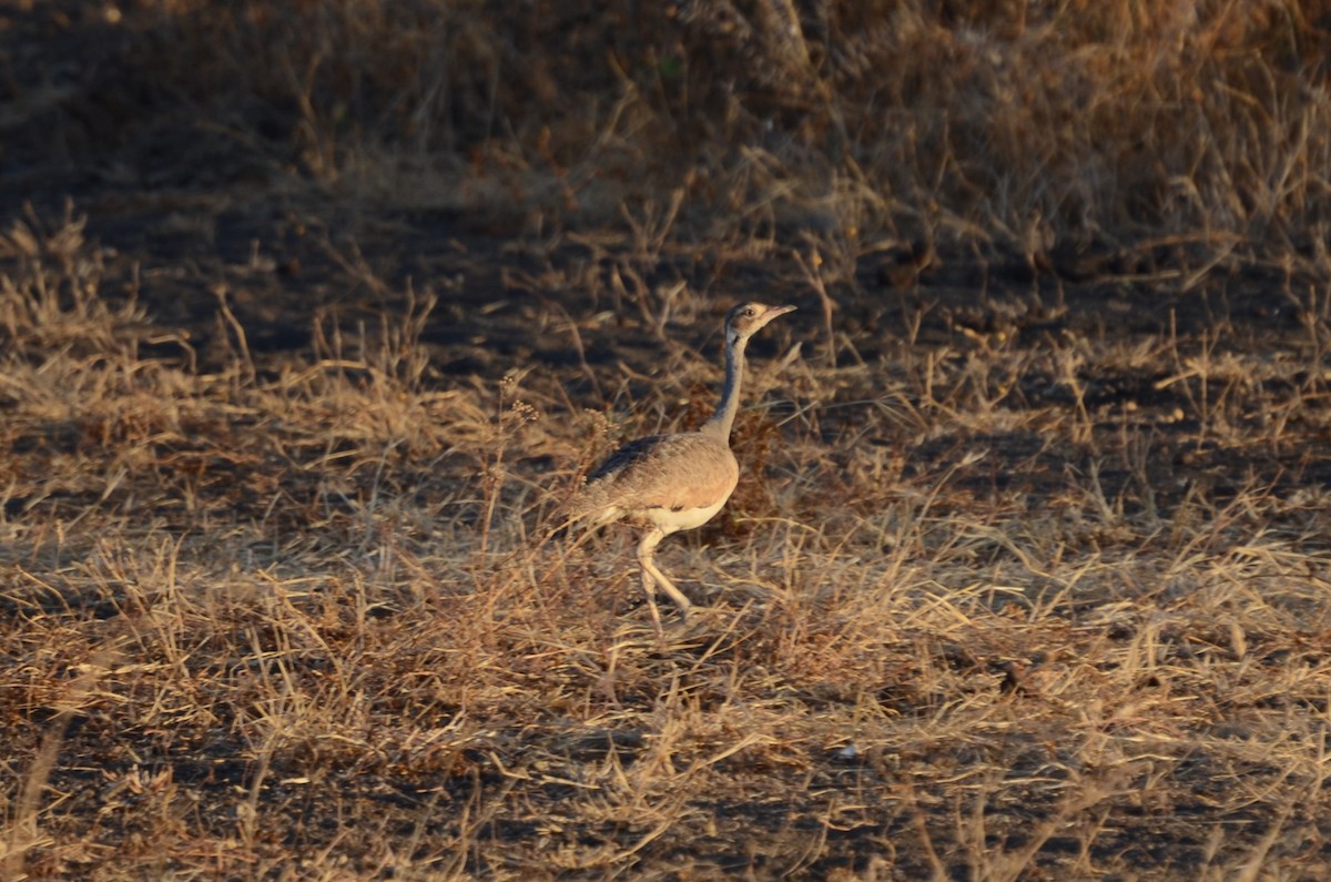 White-bellied Bustard - ML614259620