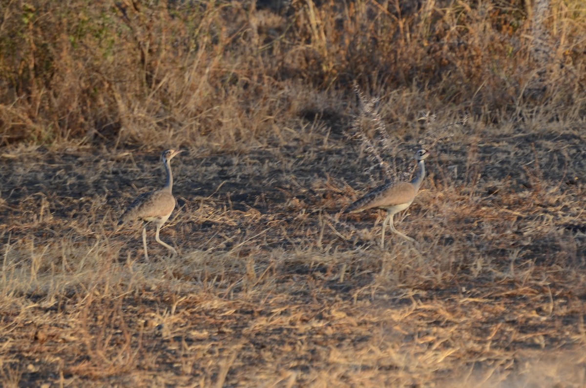 White-bellied Bustard - Matthew Rody