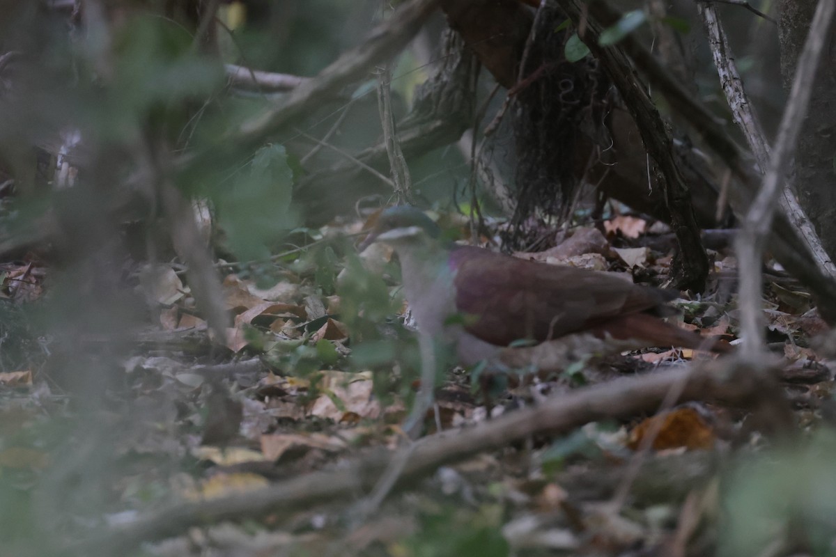 Key West Quail-Dove - ML614259630