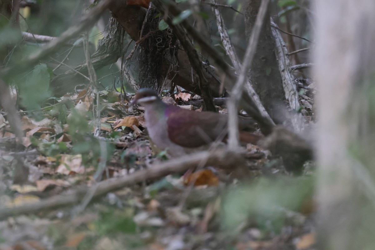 Key West Quail-Dove - ML614259631