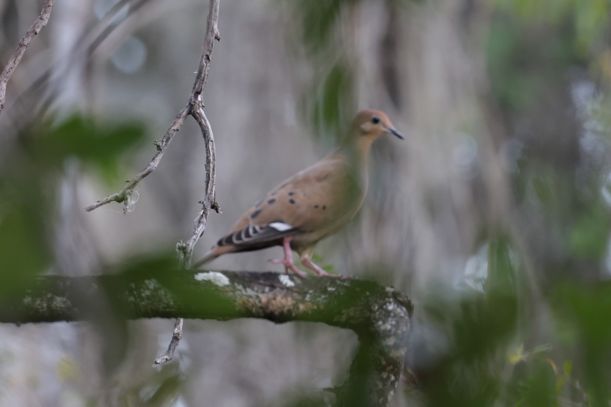 Zenaida Dove - ML614259637