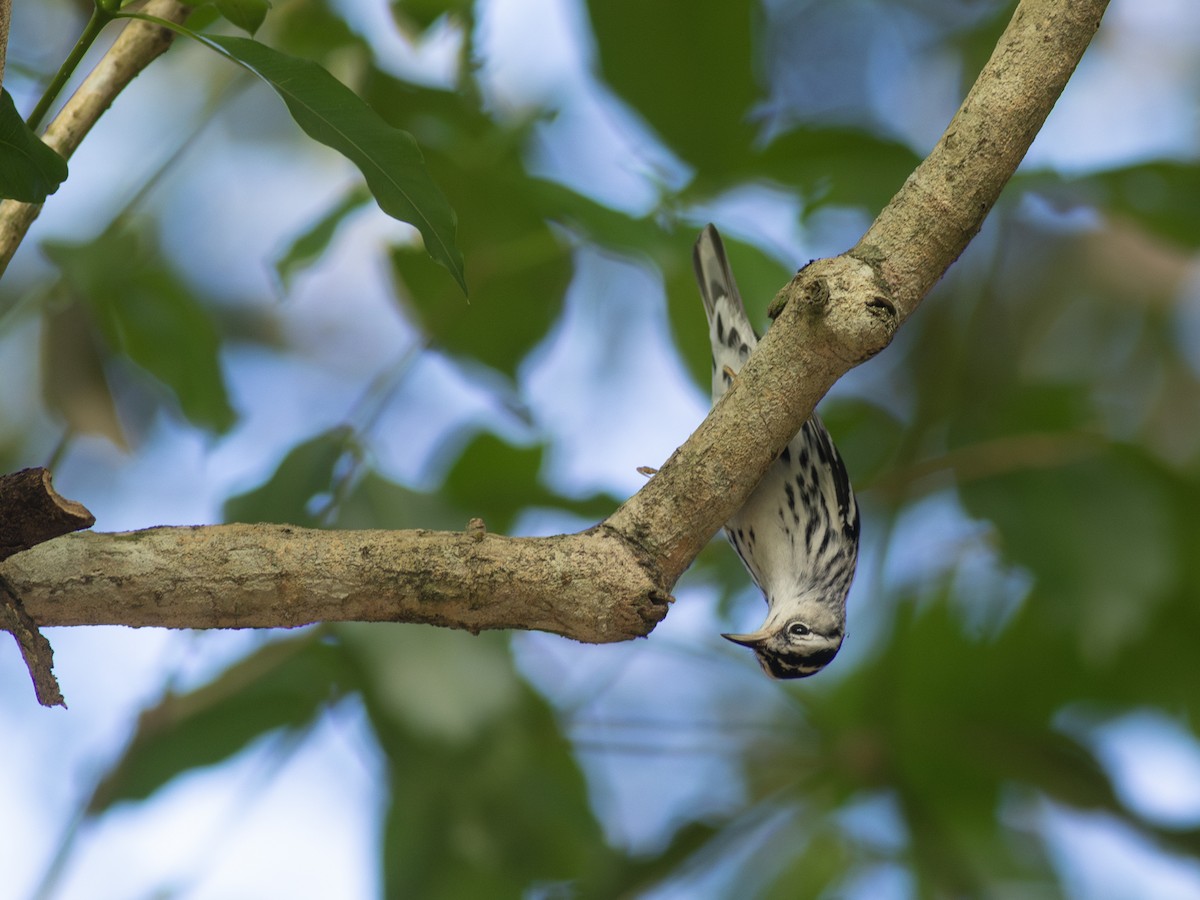 Black-and-white Warbler - ML614259657