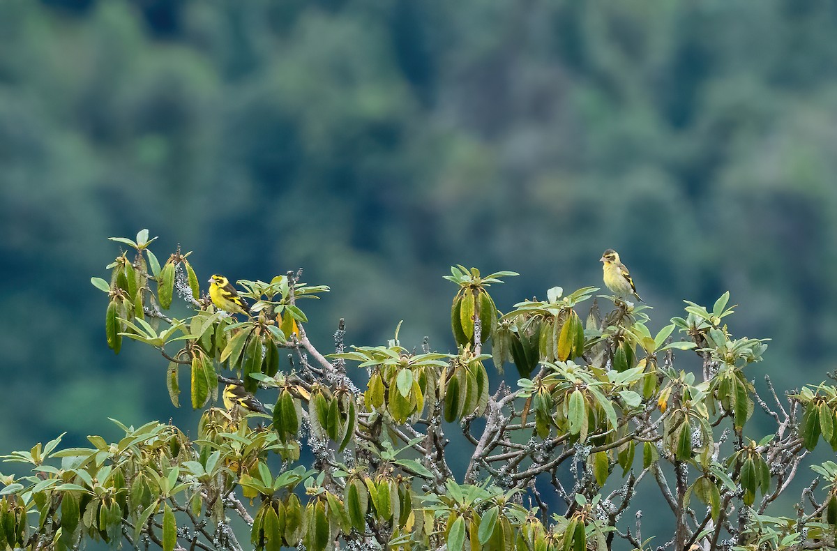 Yellow-breasted Greenfinch - ML614259698