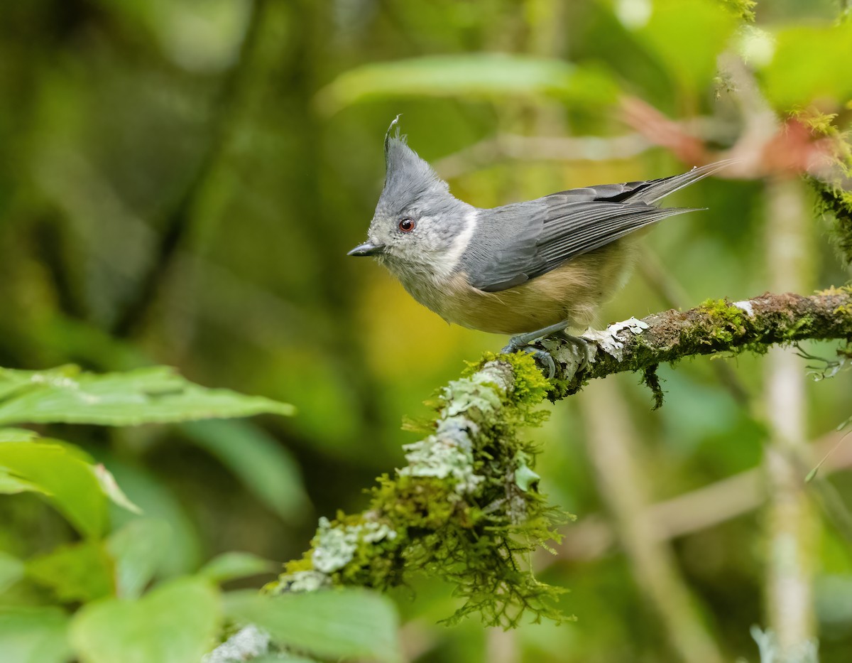 Gray-crested Tit - ML614259706